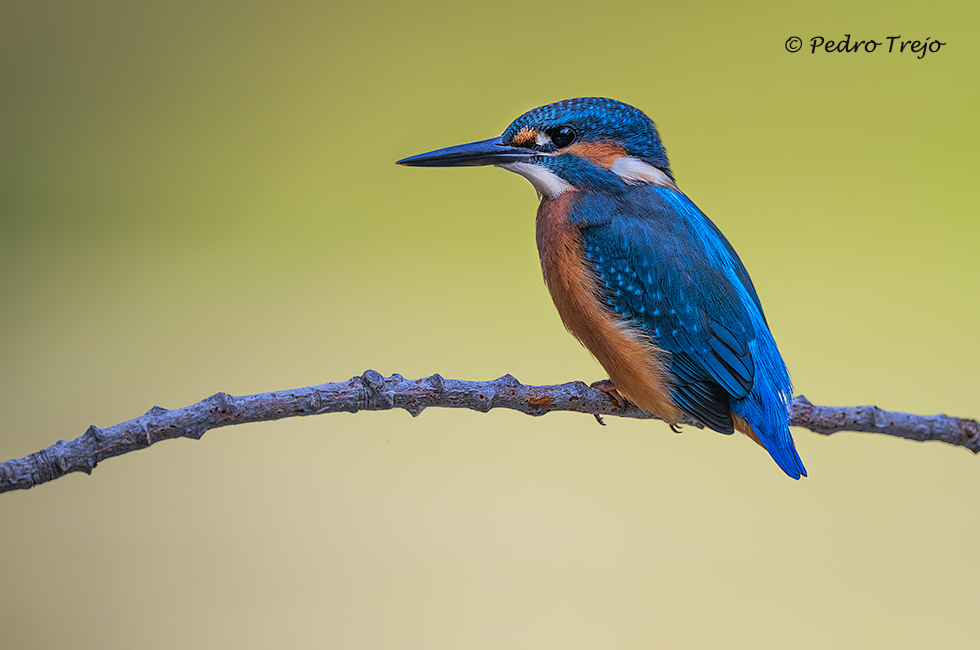 Martín pescador (Alcedo atthis)